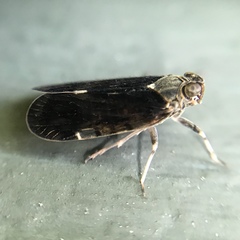 Melanoliarus placitus