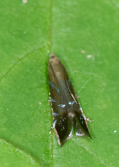 Strobisia proserpinella