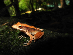 Clinotarsus penelope