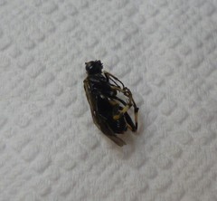 Macrophya albicincta