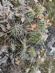 Opuntia × columbiana
