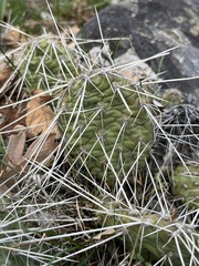 Opuntia × columbiana