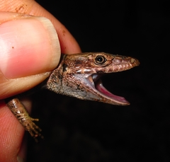 Phoenicolacerta laevis