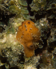 Phyllidia coelestis