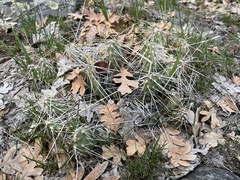 Opuntia × columbiana