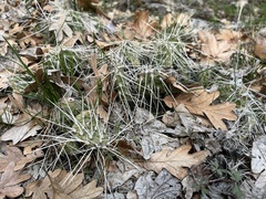 Opuntia × columbiana
