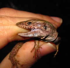 Phoenicolacerta laevis