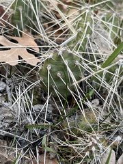Opuntia × columbiana