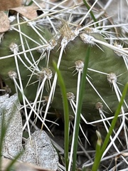 Opuntia × columbiana
