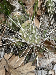 Opuntia × columbiana