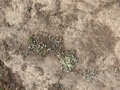 Psilocarphus tenellus