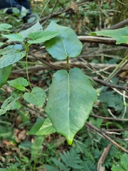Leichhardtia racemosa
