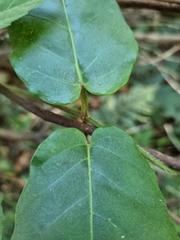 Leichhardtia racemosa