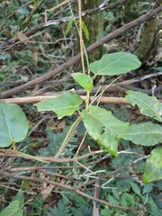 Leichhardtia racemosa