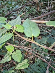 Leichhardtia racemosa