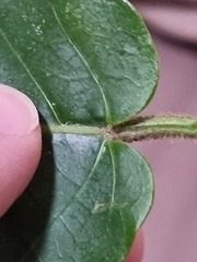 Leichhardtia racemosa