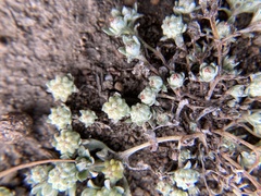 Psilocarphus tenellus