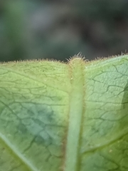 Leichhardtia racemosa