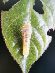Graphium antiphates