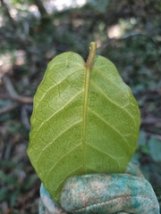 Leichhardtia racemosa