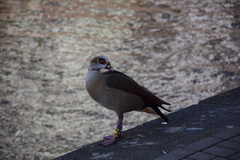 Alopochen aegyptiaca