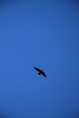 Corvus monedula