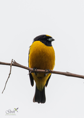 Euphonia concinna