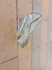 Eryphanis