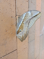 Eryphanis