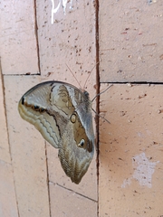 Eryphanis