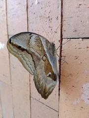 Eryphanis