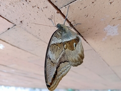 Eryphanis