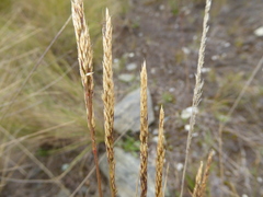 Agrostis tolucensis