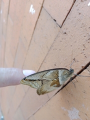 Eryphanis