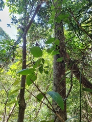 Leichhardtia racemosa