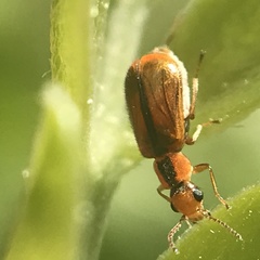 Attalus scincetus