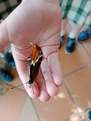 Siproeta epaphus