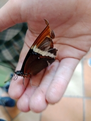 Siproeta epaphus