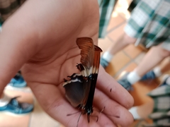 Siproeta epaphus