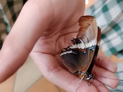Siproeta epaphus
