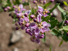 Triaspis hypericoides