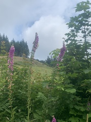 Digitalis purpurea purpurea