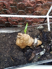 Zingiber officinale