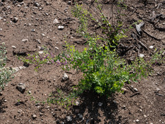 Triaspis hypericoides