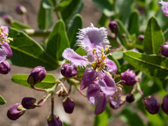 Triaspis hypericoides