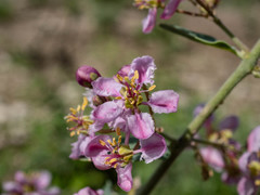 Triaspis hypericoides