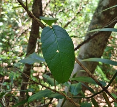 Leichhardtia racemosa