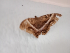 Lepidoptera
