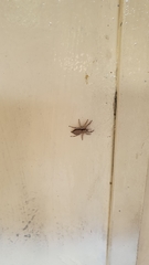 Menemerus bivittatus