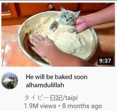 Menemerus bivittatus